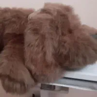 عروسک خارجی