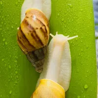 حلزون آلبینو و نژاد های خاص