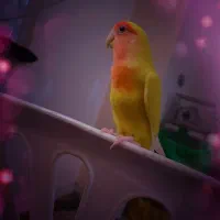 طوطی برزیلی|پرنده|اهواز, کوی صادقیه|دیوار