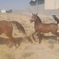 کره مادیون نوه تاراج۲۰۰۰۰۰۰۰۲