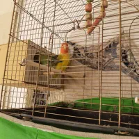 یک جفت طوطی برزیلی مولد  به همراه قفس وسایرلوازم|پرنده|قم, شهرک قدس|دیوار