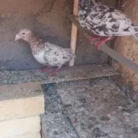کبوتر هفرنگ جفتی
