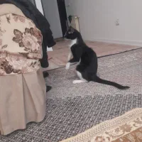 واگذاری رایگان گربه