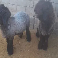 بره قوچی|حیوانات مزرعه|میانکوه, |دیوار