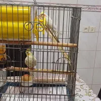 فروش یک جفت طوطی عروس بالغ  نر و ماده|پرنده|بهبهان, |دیوار