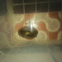 صدف دریای زنده|ماهی|دزفول, |دیوار