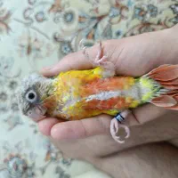 گریچیک اناناسی کشیده و تپل مپل سرلاکی