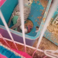 با سلام یک جفت مرغ عشق مفت