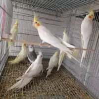 عروس هلندی دوکت پروانه ای البینو ولتینو|پرنده|آذرشهر, |دیوار