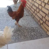 فروش خروس جوان و سرحال