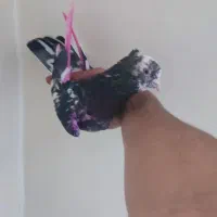 کفتر کبوتر پرنده