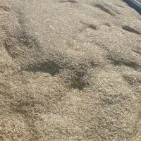 کاه نخود اسنم