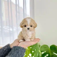 پودلتیپو بازیگوش