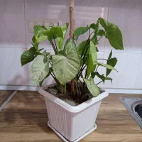 گل آپارتمانی