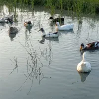 اردک ماده|حیوانات مزرعه|لاهیجان, بازکیاگوراب|دیوار