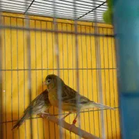 قناری|پرنده|کرج, شهرک سهرابیه|دیوار