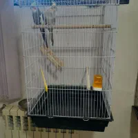 جفت طوطی عروس هلندی|پرنده|اردبیل, |دیوار