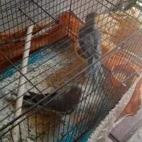 سلام دو عدد عروس هلندی اهوی