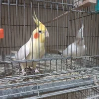 عروس هلندی