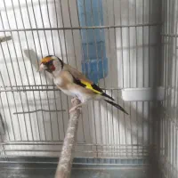 سره جفتی قناری وسره