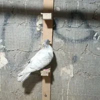 تعداد رسید|پرنده|بندر ماهشهر, |دیوار