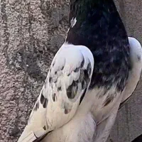 کفتر تیدی نر