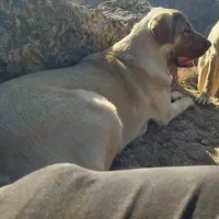 توله کانگال