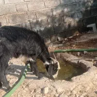 بز داشتی جوان شکم اول|حیوانات مزرعه|لیکک, |دیوار