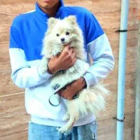 سگ پامرین ۱ساله شناسنامه دار واکسن خورده