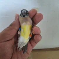 فنچ گلدین و کینگ و کوتوله مولد و سرلاکی و قناری|پرنده|اصفهان, دوطفلان|دیوار