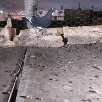 کفترنرپلنگ سیاه