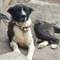 واگزاری قدرجونی