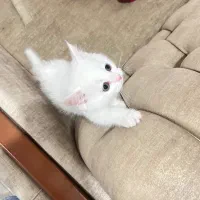 واگذاری گربه بریتیش|گربه|پاکدشت, پاکدشت (مامازند)|دیوار