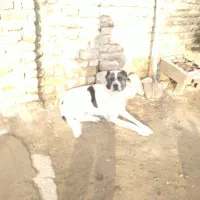 سگ ادمی|سگ|قوچان, |دیوار