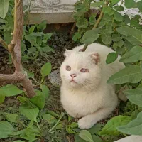 واگذاری 2عدد بچه گربه نر و ماده رایگان