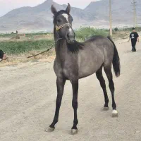 کره