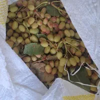 پسته تازه بدون کمیسیون