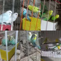 11 جفت مرغ عشق مولد و خوش رنگ