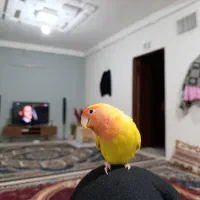 فروش یک جفت طوطی برزیلی کوتوله