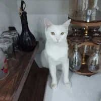 گربه سفیدزیبا|گربه|کاشمر, |دیوار