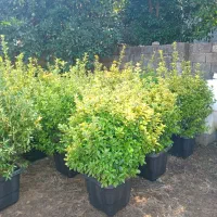 شمشاد طلایی بوته