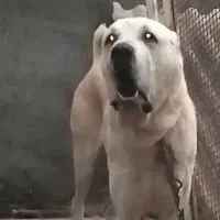 سگ الابای روسی نر نگهبان سراب قدرجونی ژرمن خراسانی