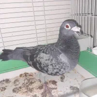 کبوتر|پرنده|گتوند, |دیوار