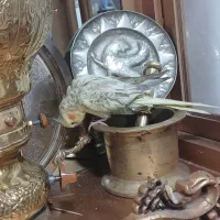 عروس هلندی ماده