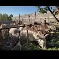 شیرالاغ وشیرشتر