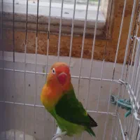 کوتوله برزیلی دستی|پرنده|ساوه, |دیوار