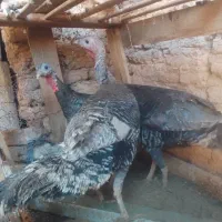 فروش تعدادی بوقلمو و اردک