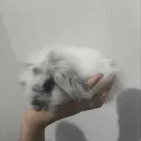 خرگوش لپ ،نژاد دار|موش و خرگوش|نیشابور, مازول|دیوار