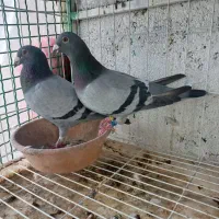کبوتر پلاکی مسافتی دوخط