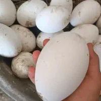 تخم قوغاز